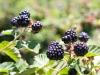 blackberryjam2012-8